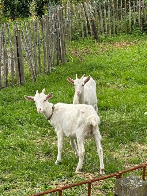 Twee jonge melk geitjes, Femelle, Chèvre, 0 à 2 ans