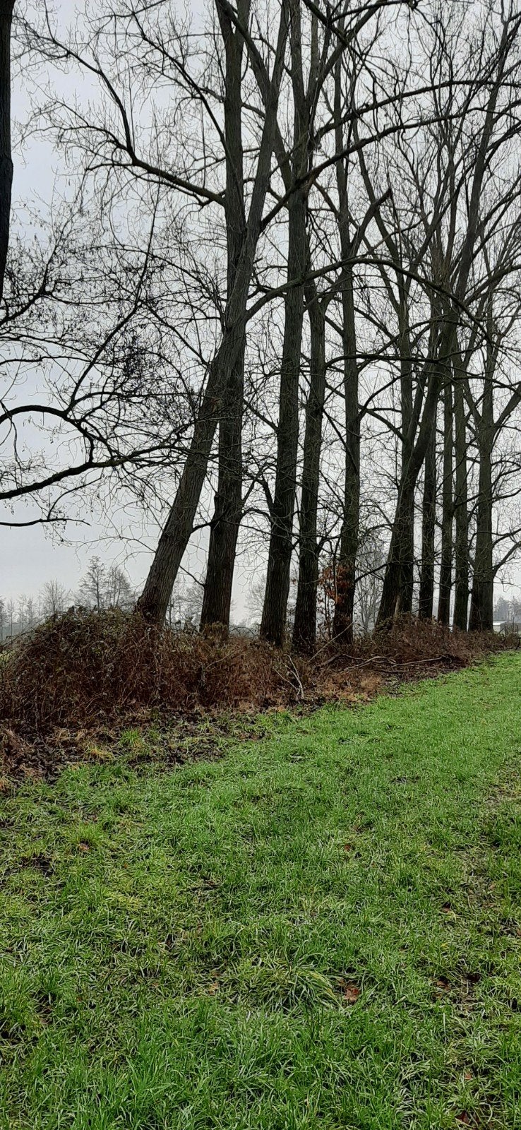 canada bomen, Tuin en Terras, Ophalen of Verzenden