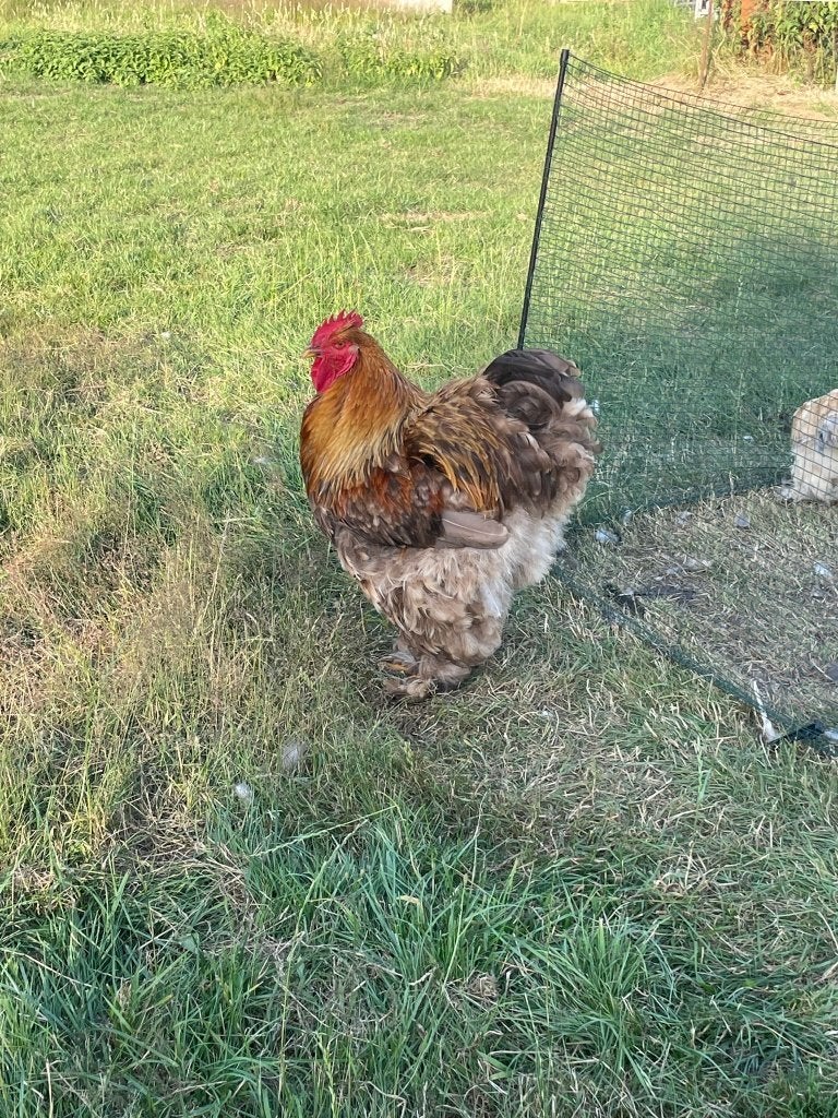 Trio Cochin groothoender, Dieren en Toebehoren, Pluimvee