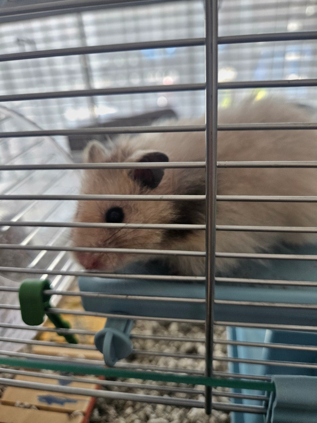 Hamster, Juni, Mannelijk, Hamster