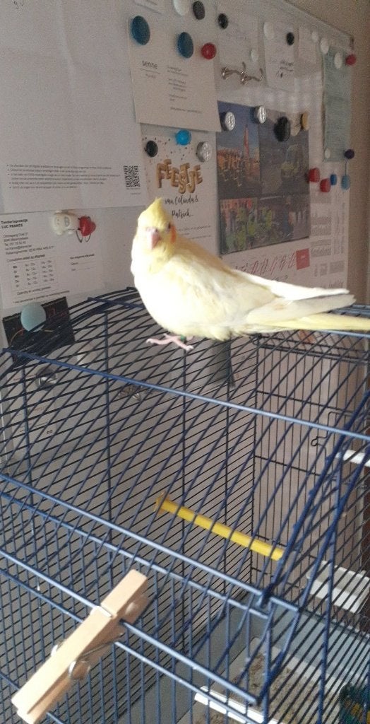 vogels, Geslacht onbekend, Parkiet, Geringd