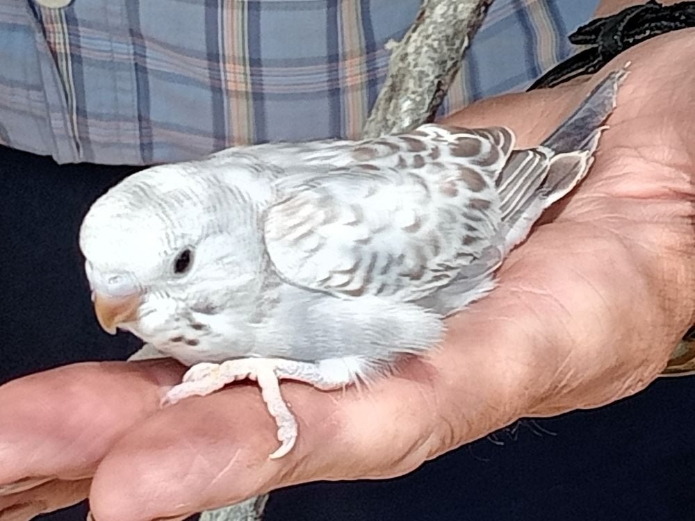 jonge parkiet, Perruche