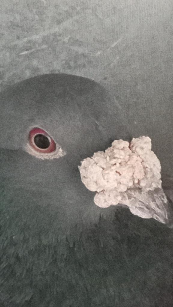 Twee scherp doffers postduiven, Dieren en Toebehoren, Vogels | Duiven, Mannelijk, Postduif