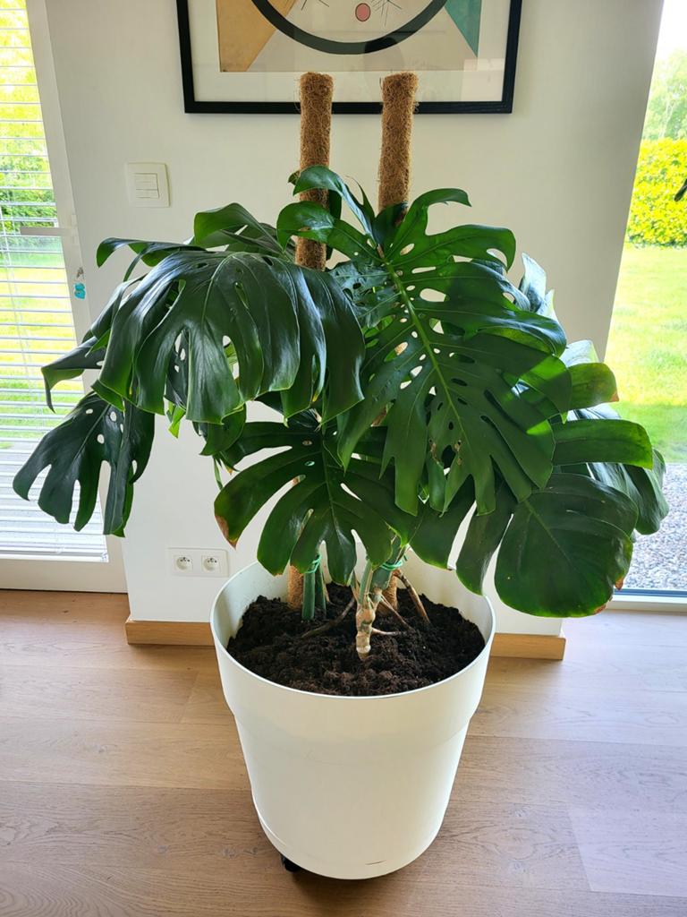 Monstera deliciosa, Huis en Inrichting, Kamerplanten, Overige soorten, Minder dan 100 cm, Groene kamerplant, Halfschaduw, In pot