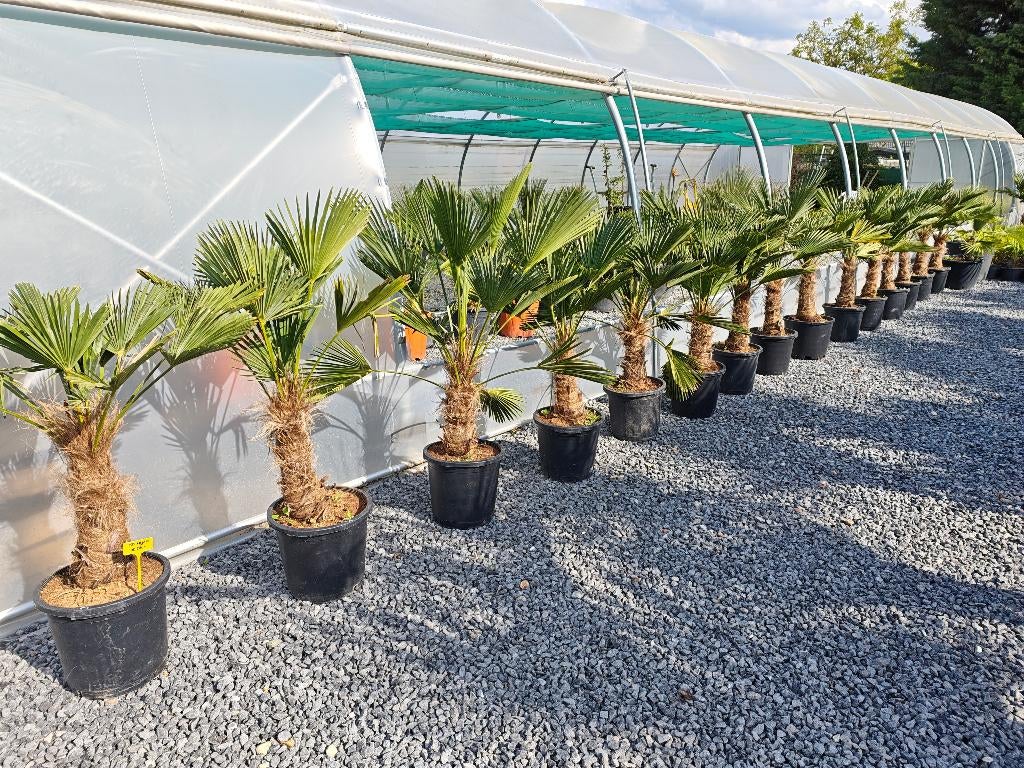 Trachycarpus Wagnerianus palm, Tuin en Terras, Ophalen