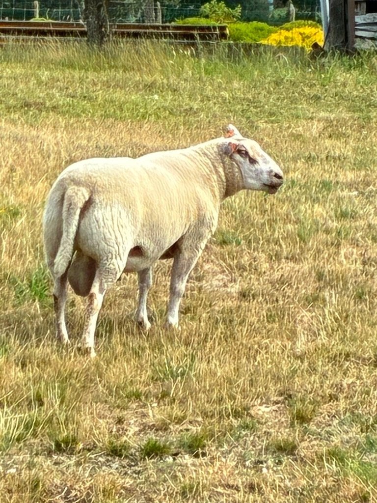 Schaap/Ram, Dieren en Toebehoren, Mannelijk, Schaap