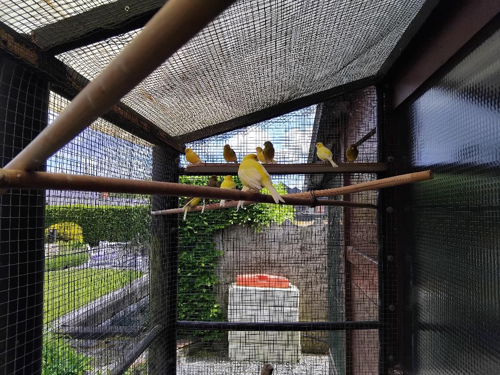 canari mâle d'un an, Animaux & Accessoires, Mâle
