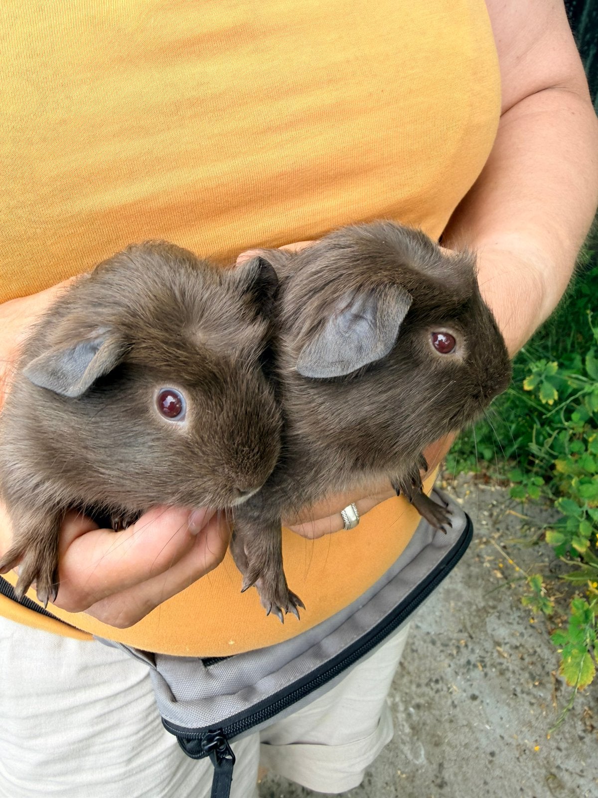 Slate beertjes, Mei, Mannelijk, Cavia