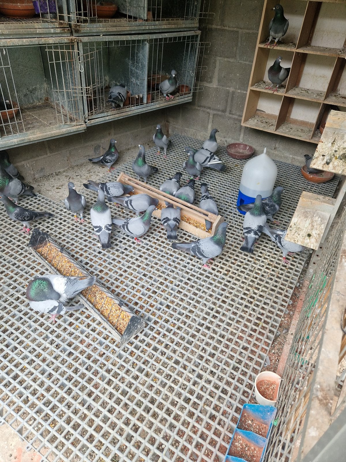 Pigeons voyageur, Dieren en Toebehoren, Vogels | Duiven, Meerdere dieren, Postduif