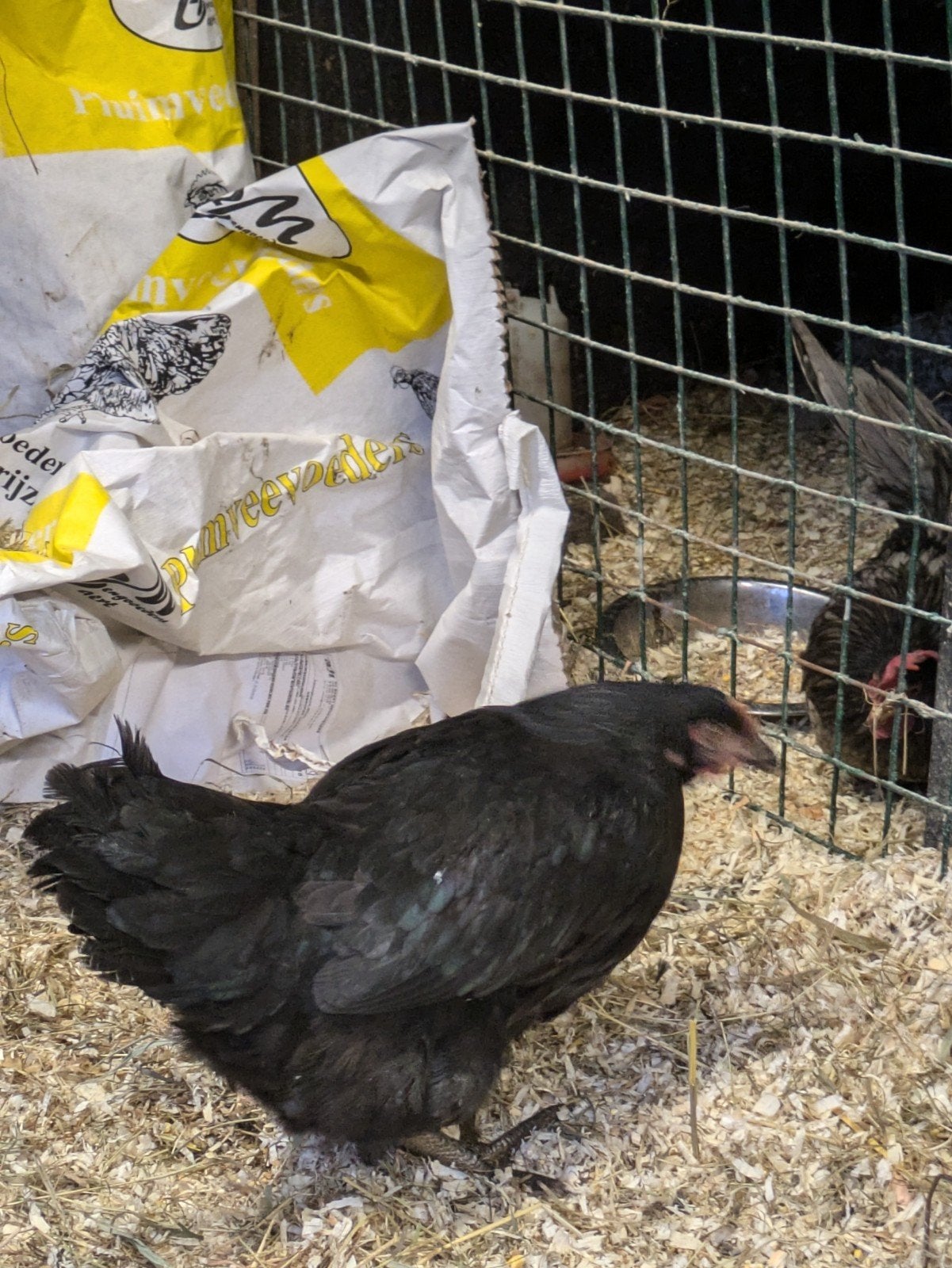 zwarte legkipoen, Dieren en Toebehoren, Pluimvee