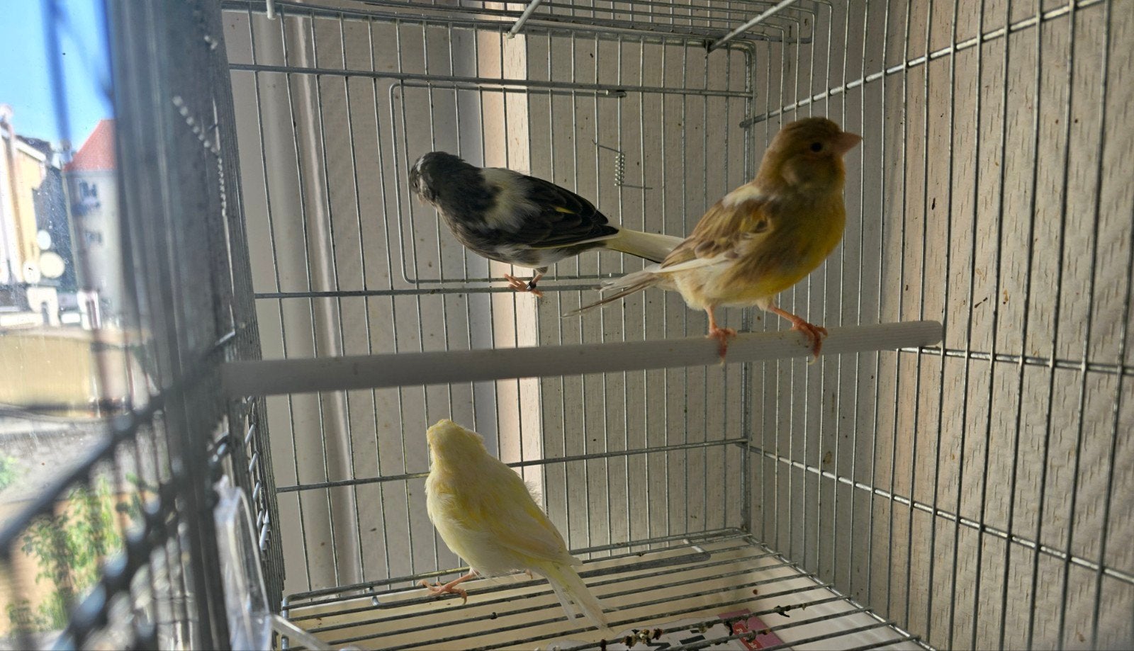 20€ ,2025 3fammes  kanaries, Dieren en Toebehoren, Vogels | Overige Vogels