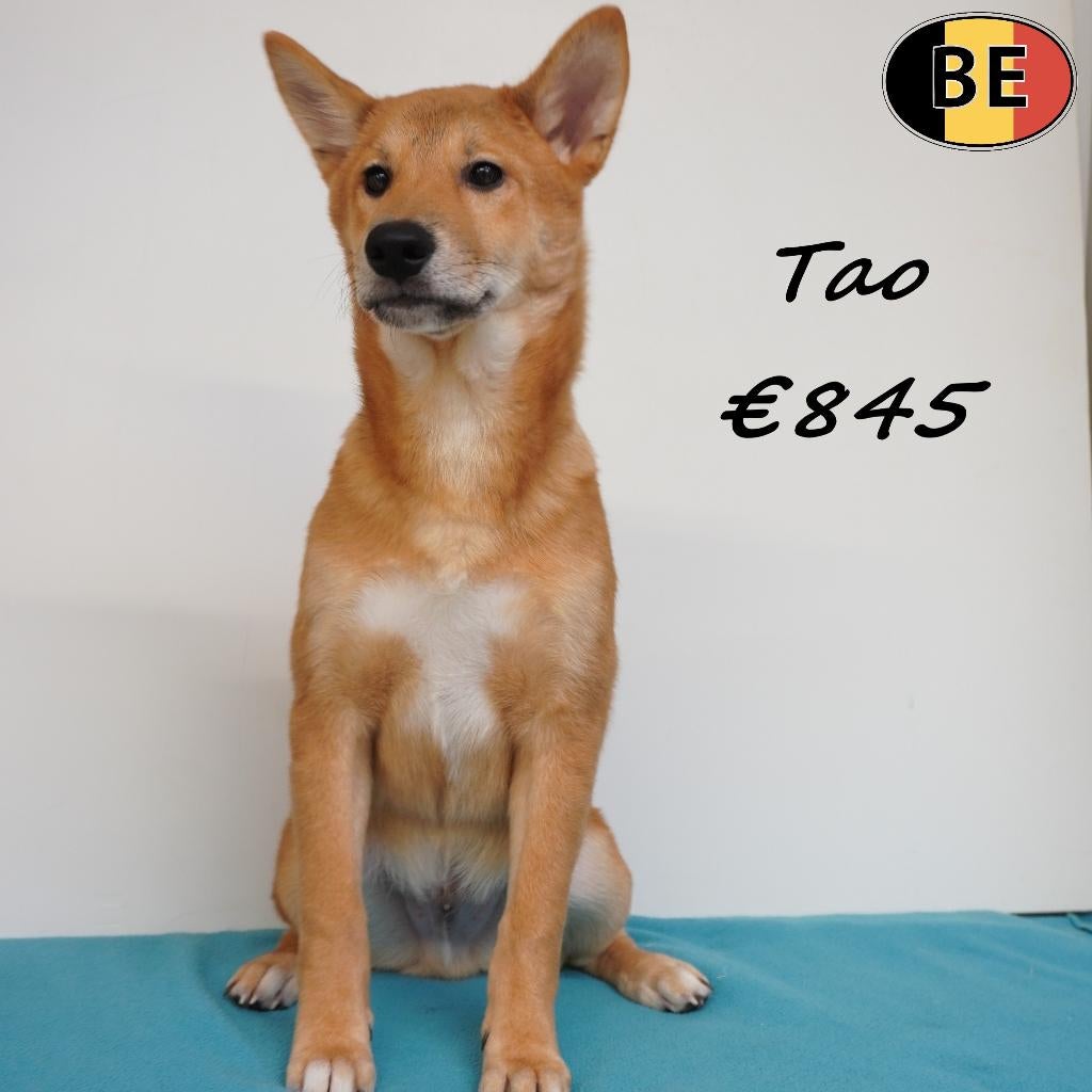 Shiba Inu (Togo, Tico & Tao) mâles à vendre (belges), 15 semaines à 1 an, Commerçant, Chien (mâle), Autres races