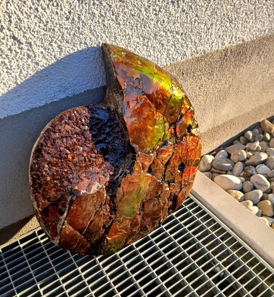 Ammoniet Canada Placenticeras zeldzaam fossiel 34cm, Ophalen of Verzenden, Fossiel