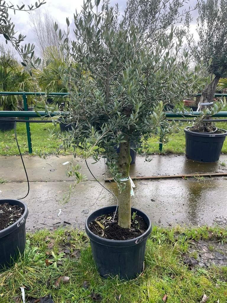 ‼️olijfbomen olea europaea aan stuntprijzen ‼️, Ophalen
