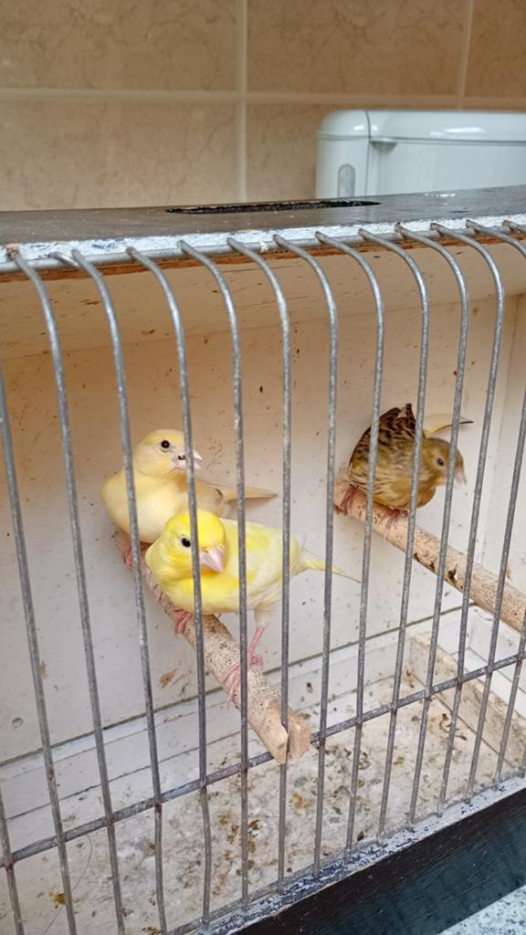 3 kanaries 2026 geringd 10€ stuk of 25€ voor alle 3, Dieren en Toebehoren, Vogels | Overige Vogels, Geringd