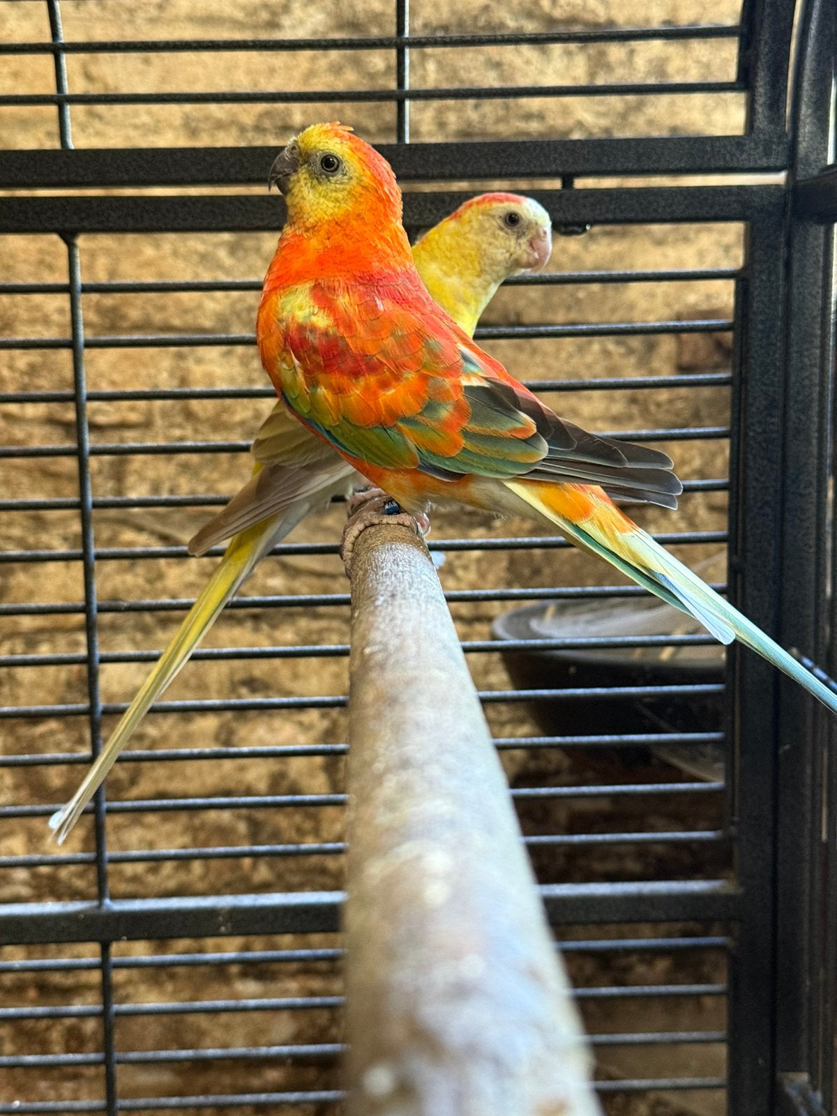 Bewezen kweekkoppel Roodrugparkieten, Plusieurs animaux, Perruche, Bagué