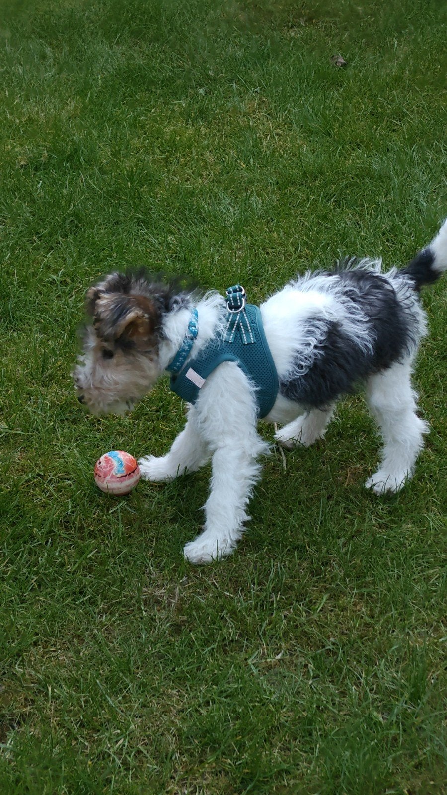 Harnais pour chien: taille S 32-36 cm, Enlèvement ou Envoi