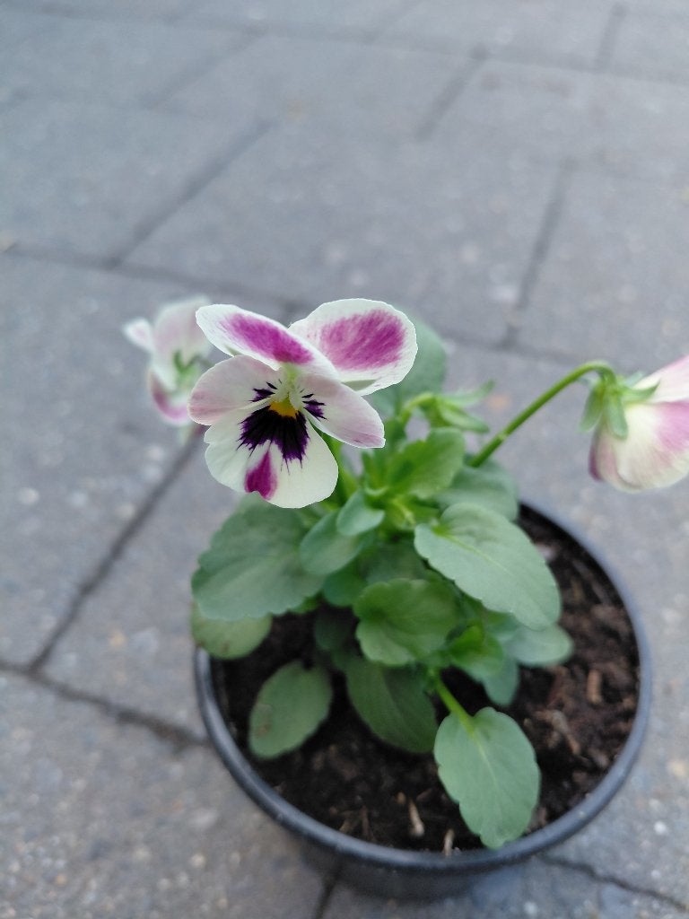 Violen in kleuren, Enlèvement