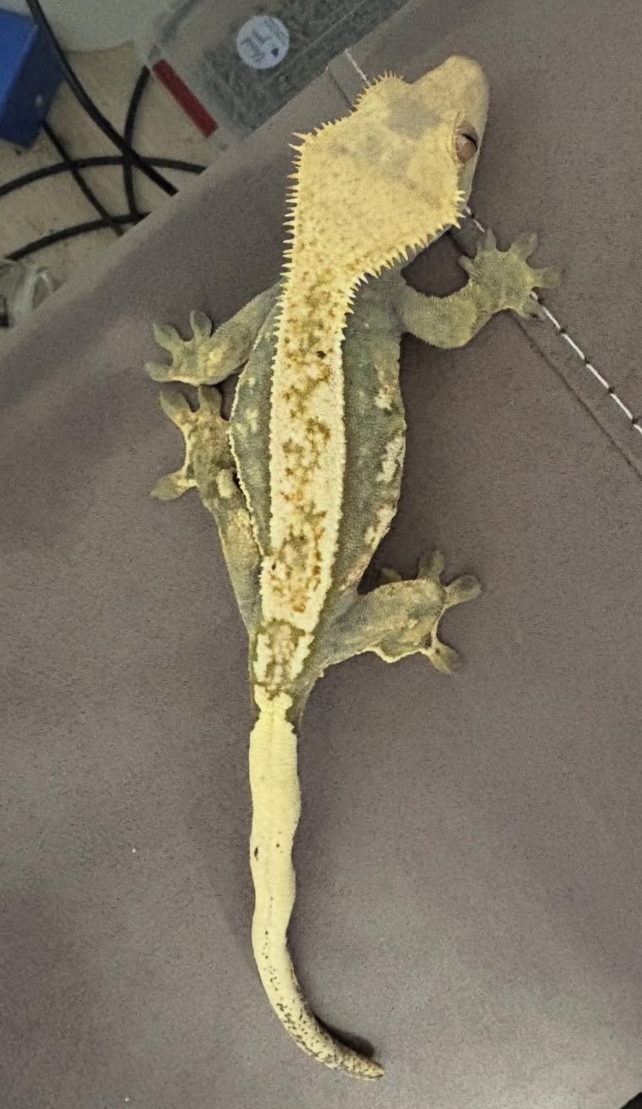 Gecko à crête femelle Harlequin tricolore|Wimpergekko vrouw, Animaux & Accessoires
