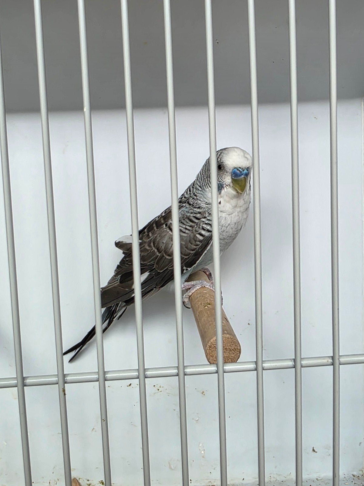 blackwing man, Dieren en Toebehoren, Vogels | Kanaries