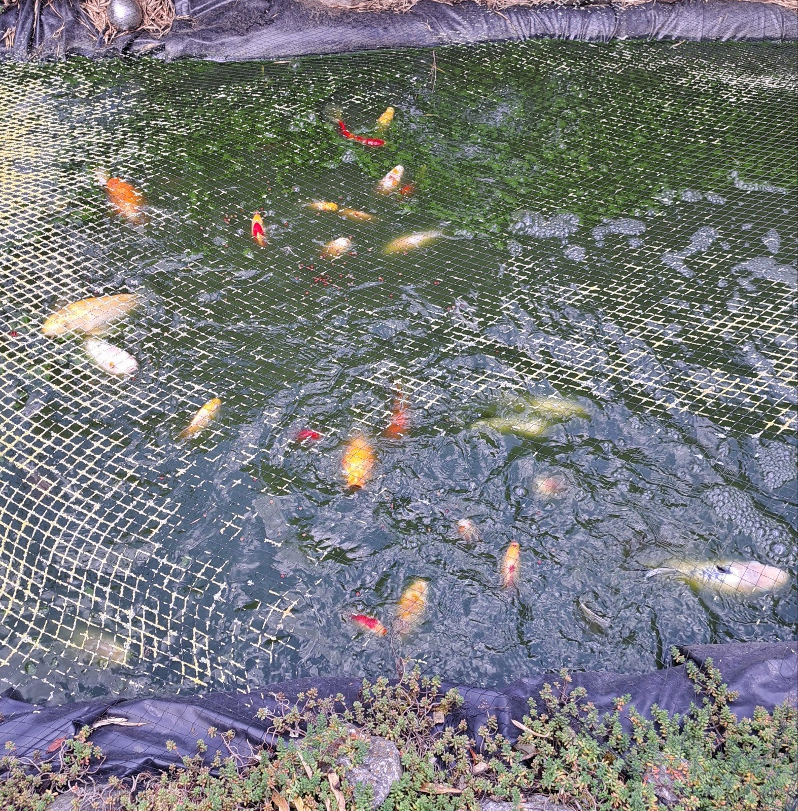 Japanse koi's SPOTPRIJS, Animaux & Accessoires, Poissons | Poissons d'étang
