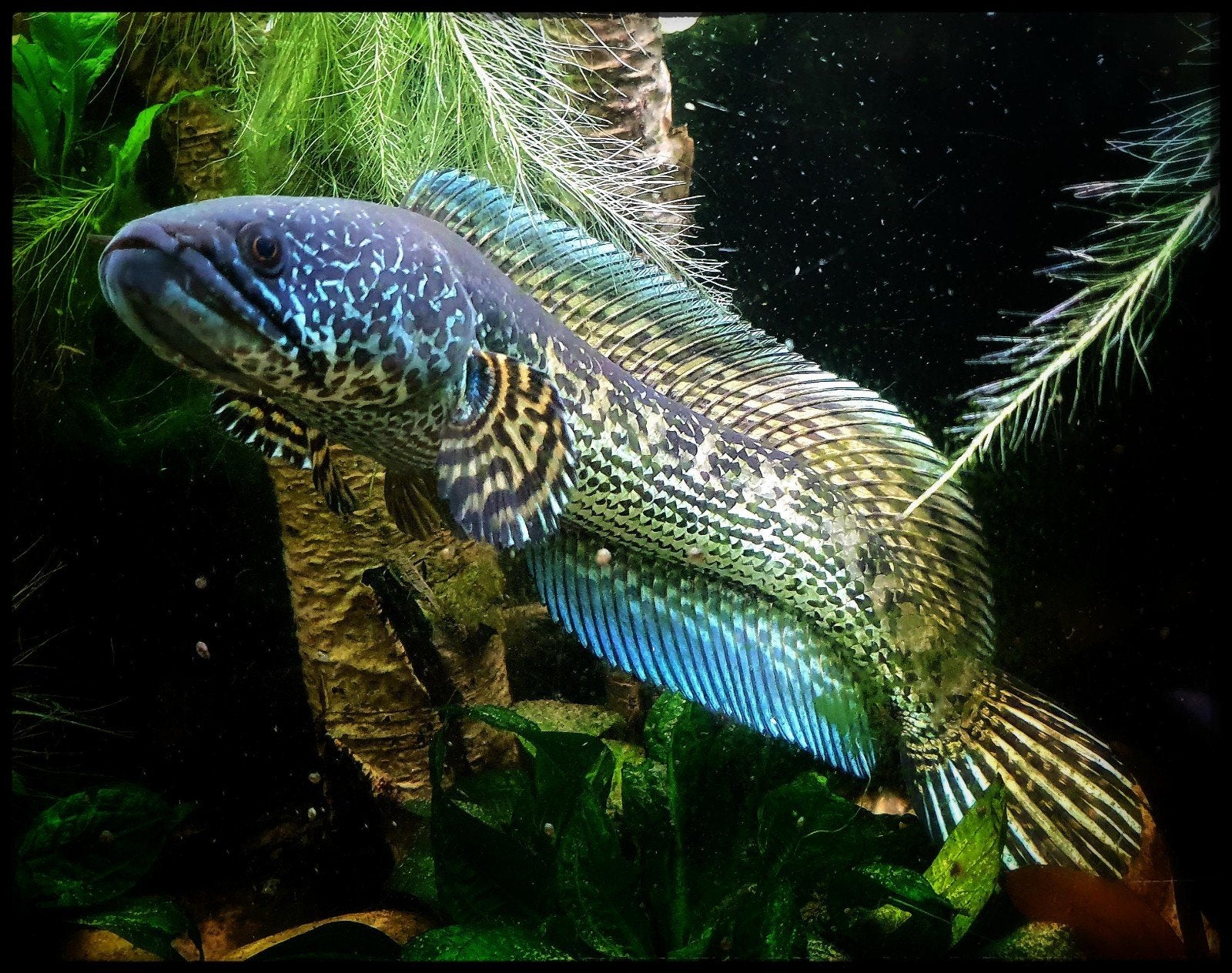 Channa aurantimaculata 30 cm