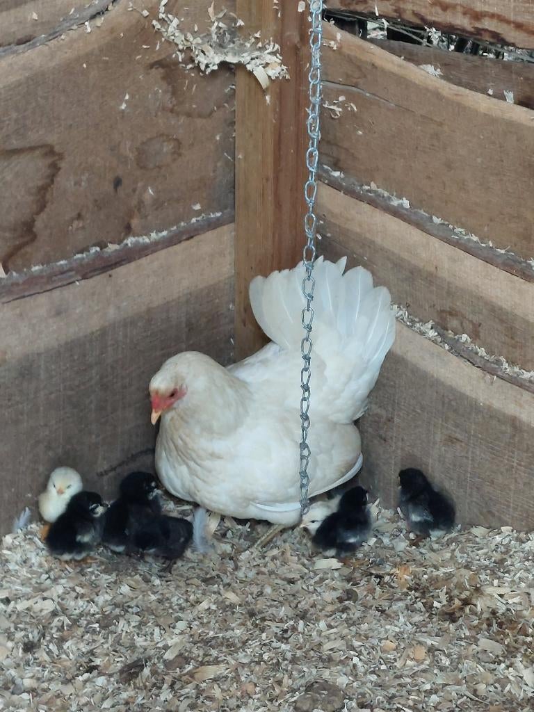 Krielkip met kuikens te koop, Dieren en Toebehoren, Pluimvee, Meerdere dieren, Kip