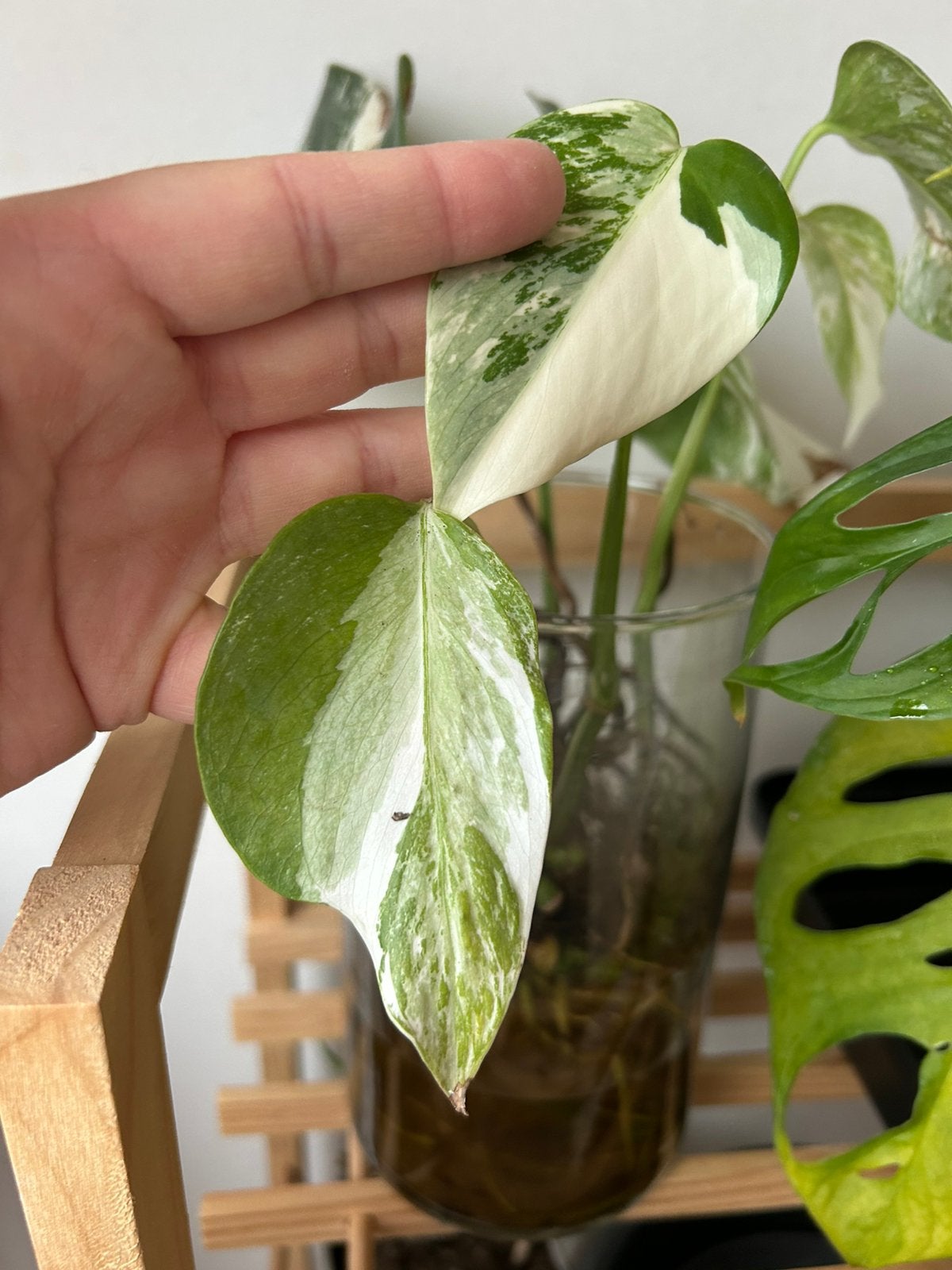 Monstera deliciosa Variegata Albo, Huis en Inrichting, Kamerplanten, Ophalen of Verzenden