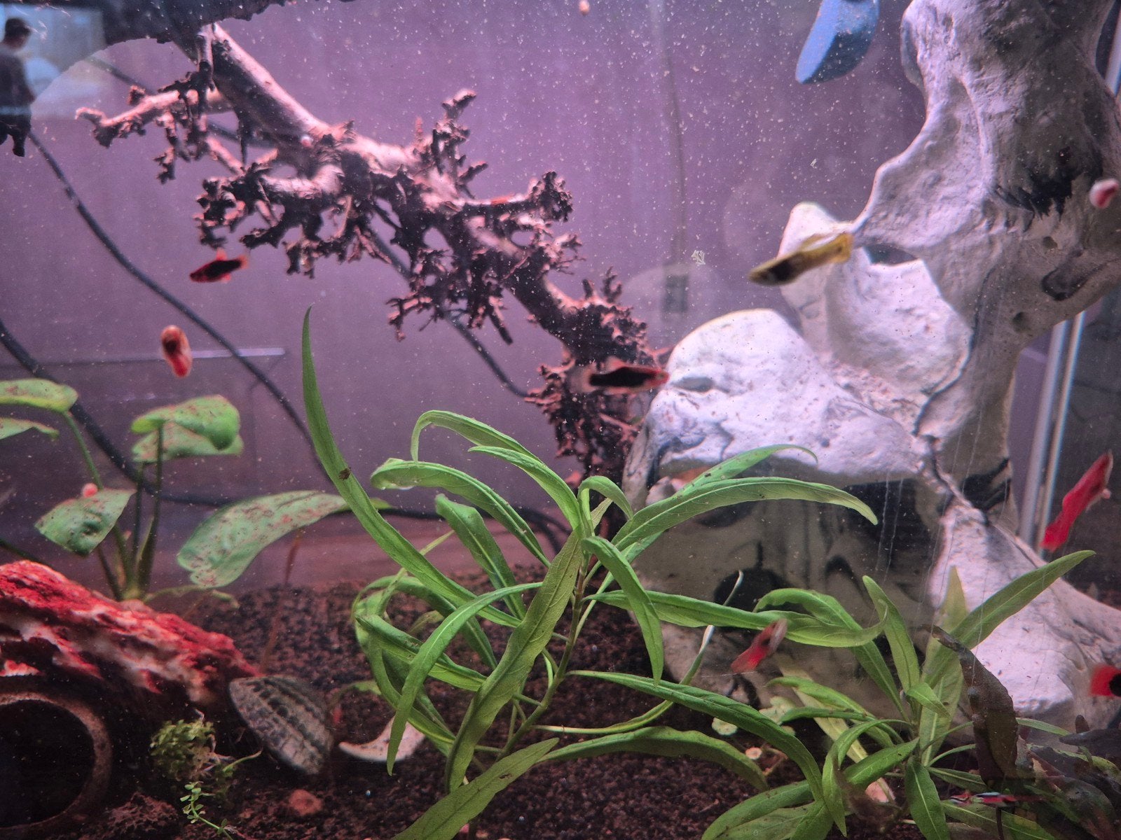 guppy platy Helena slakjes, Dieren en Toebehoren, Vis, Zoetwatervis, Schoolvis