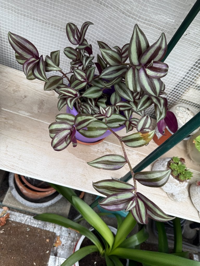Tradescantia zebrina, Enlèvement