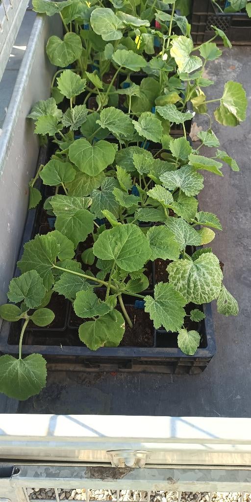 courgetteplanten planten courgette, Tuin en Terras, Ophalen