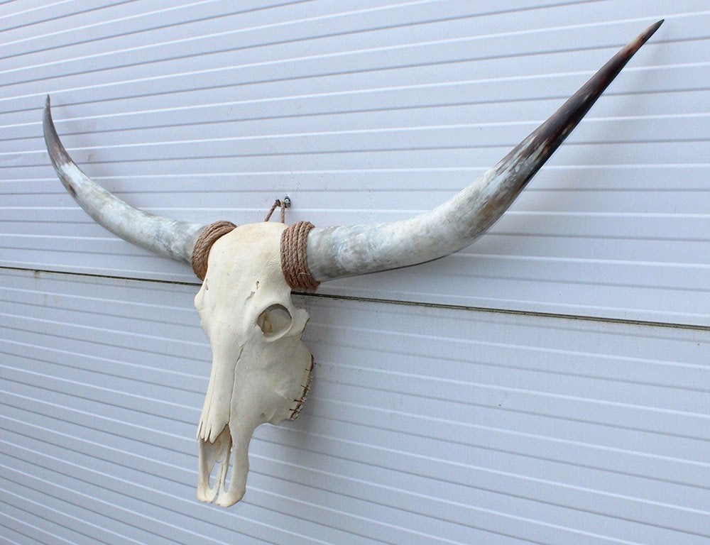 Grote schedel TEXAS STYLE LONGHORN 144 cm - ref. J, Verzamelen, Ophalen, Nieuw, Boerderijdier, Schedel