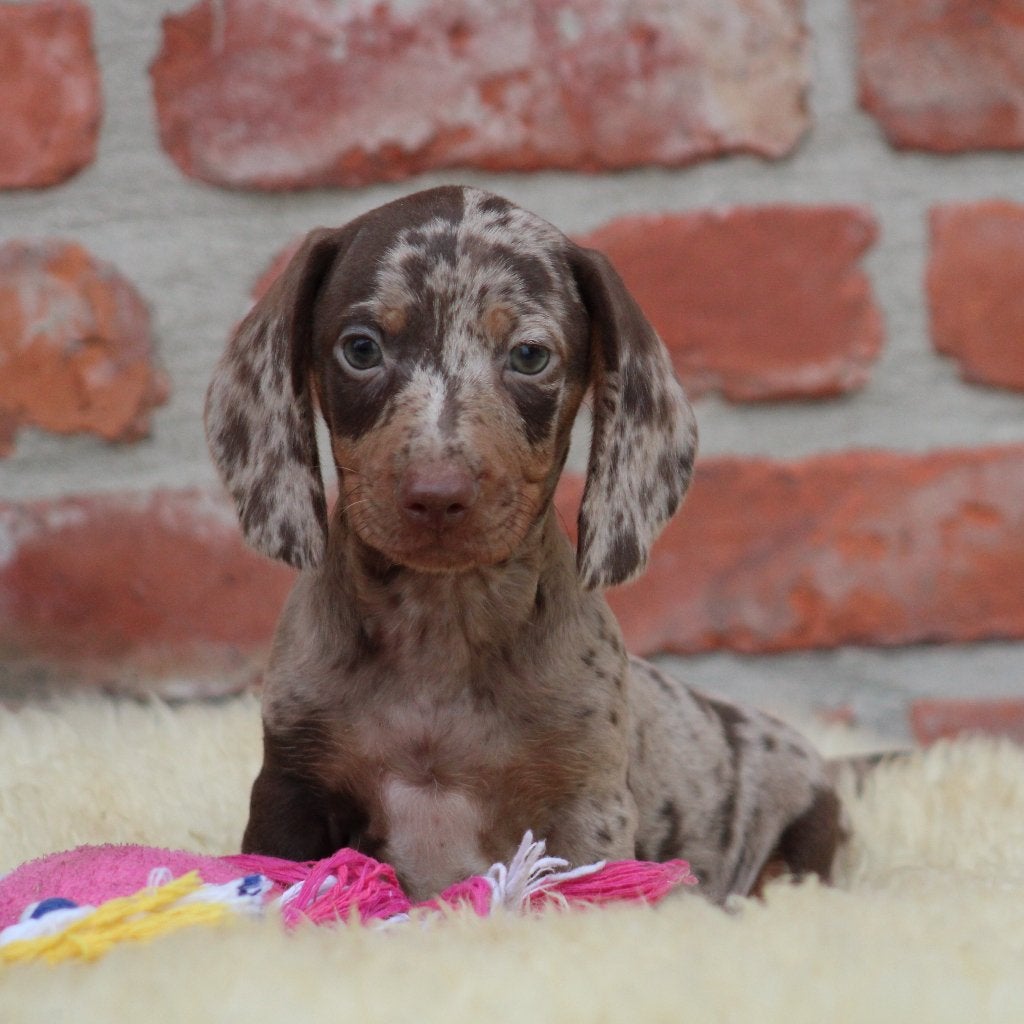 Teckel pup Choco-Merle korthaar, Dieren en Toebehoren, België, Reu, CDV (hondenziekte), 8 tot 15 weken