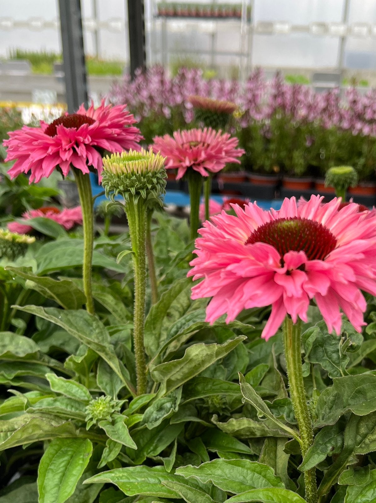 Echinacea (zonnehoed)– verschillende kleuren, Enlèvement, Été, Plante fixe, Plein soleil
