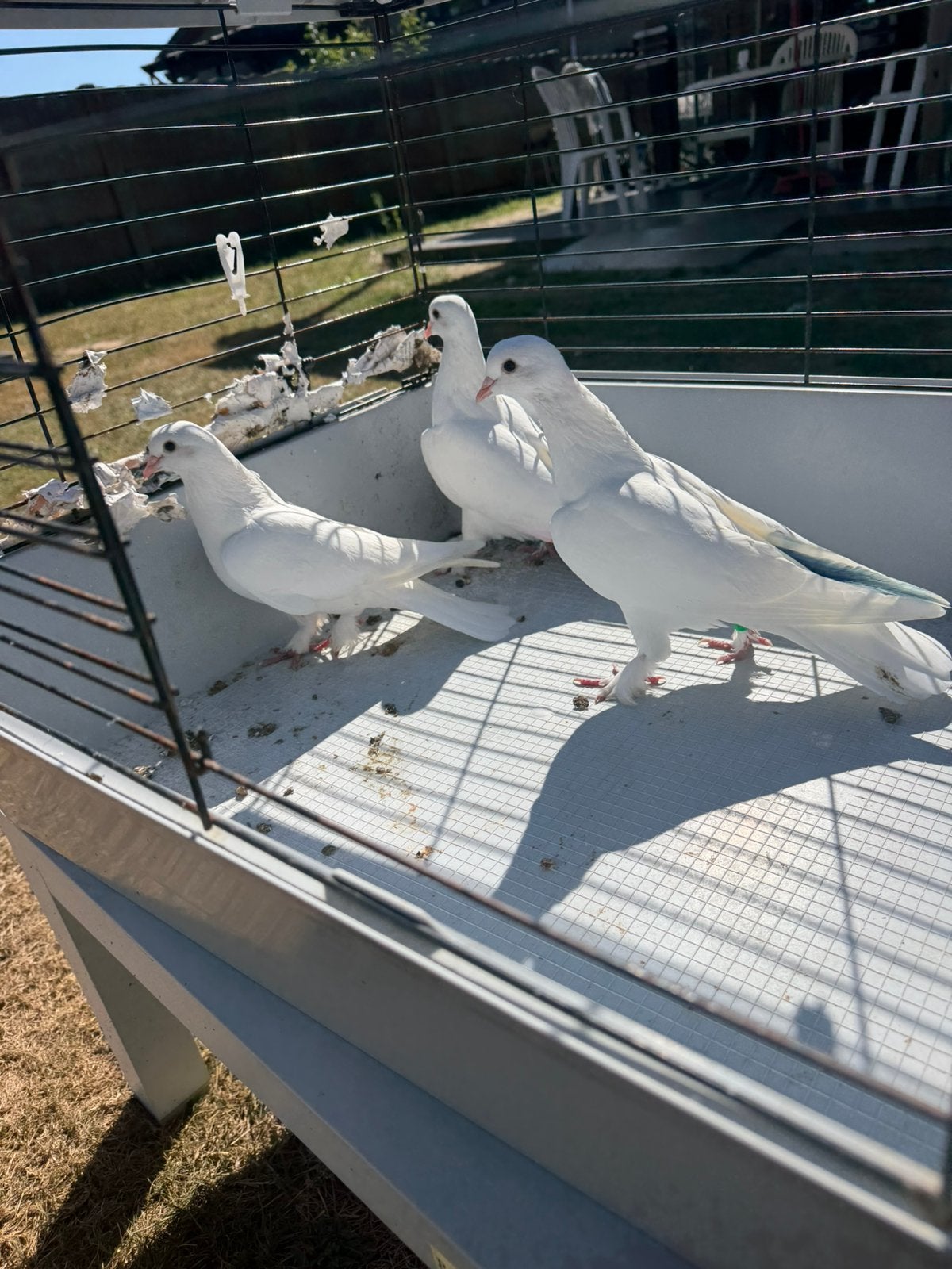 Takla, Dieren en Toebehoren