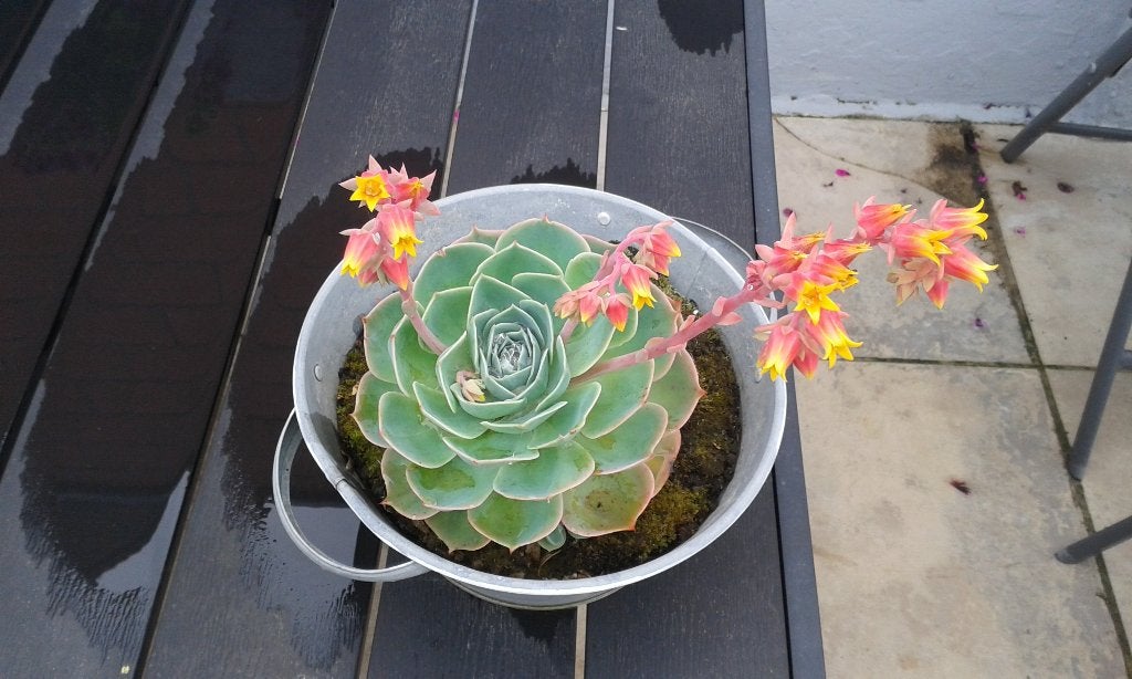 vetplanten    echeveria cante, Tuin en Terras, Ophalen, Zomer, Vaste plant, Volle zon