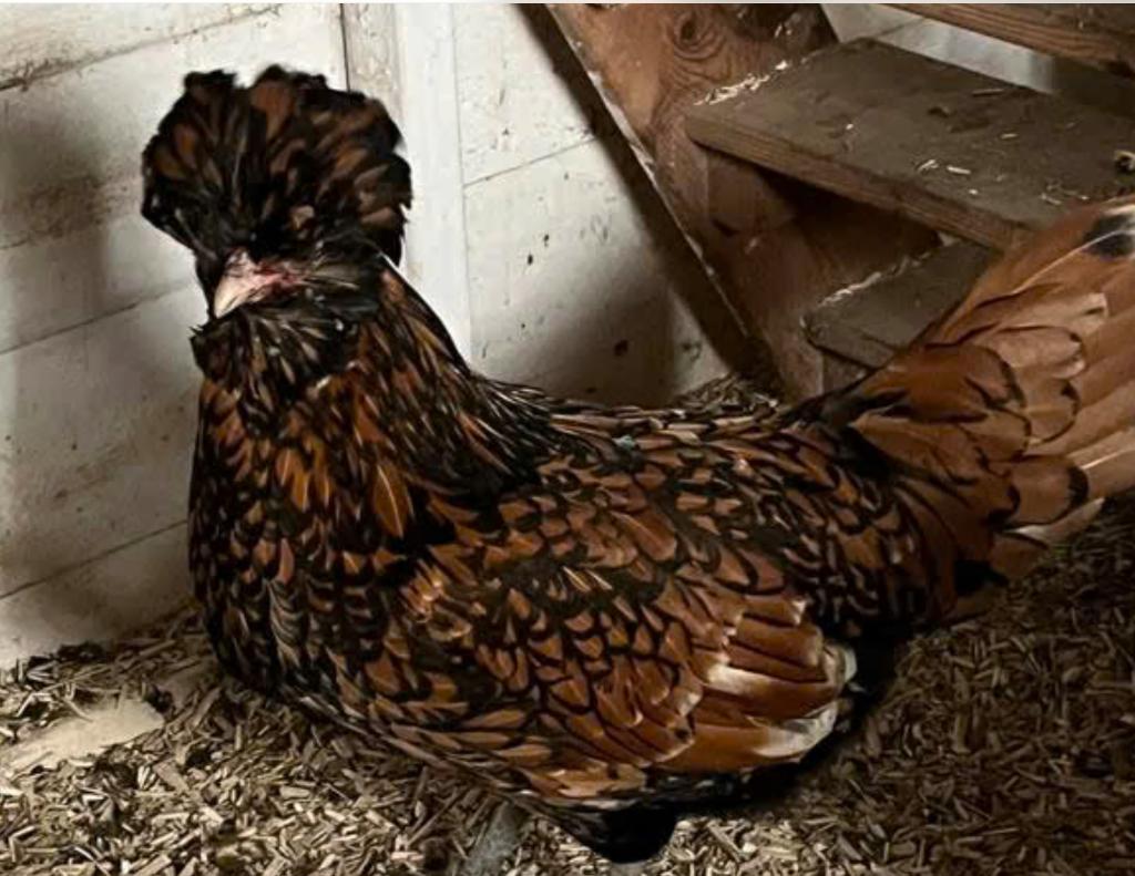 Padua kuikens, Dieren en Toebehoren, Kip