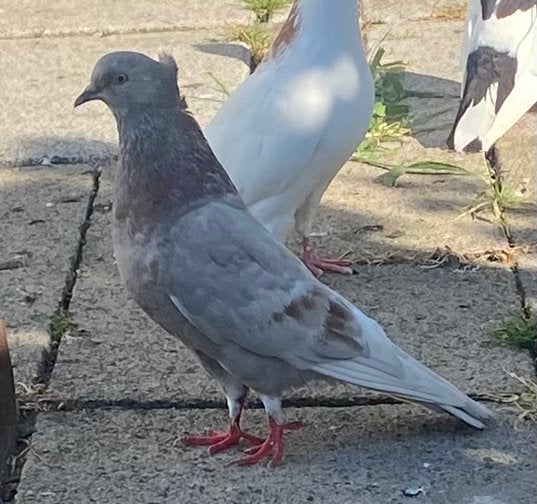 Mooi duiven, Dieren en Toebehoren, Vogels | Duiven