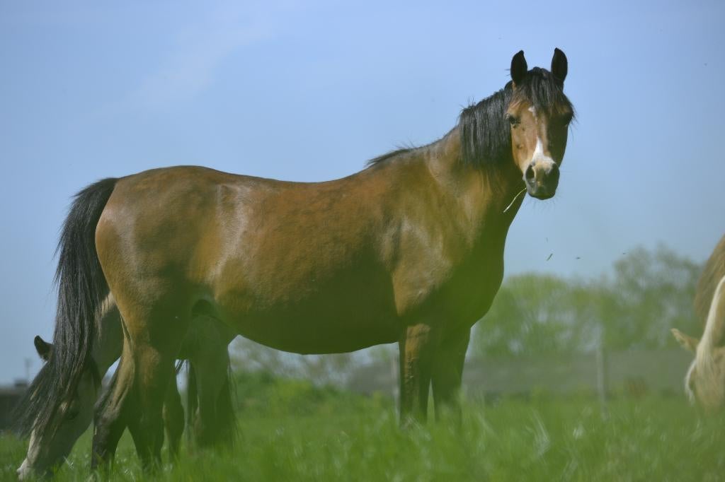 Welsh B merries te koop v stal Sitsingen, Poney C (1.27 m à 1.37m), Avec pedigree, Non dressé, Jument
