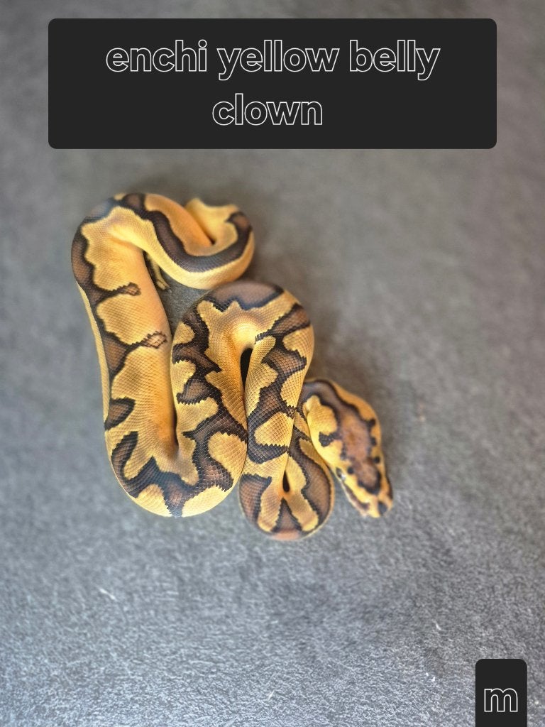 Python regius, Animaux & Accessoires, Serpent, 0 à 2 ans