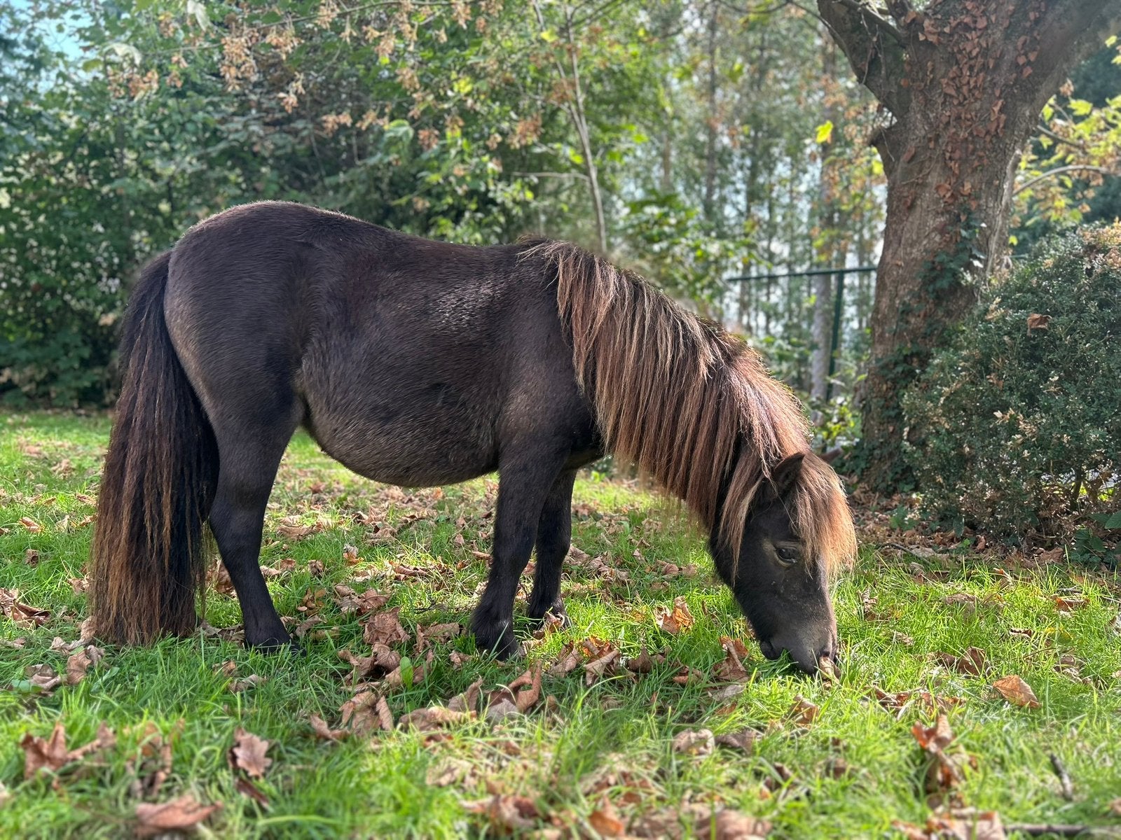 Donker valk merrietje, gezinspony, gezelschap, Dieren en Toebehoren, Merrie