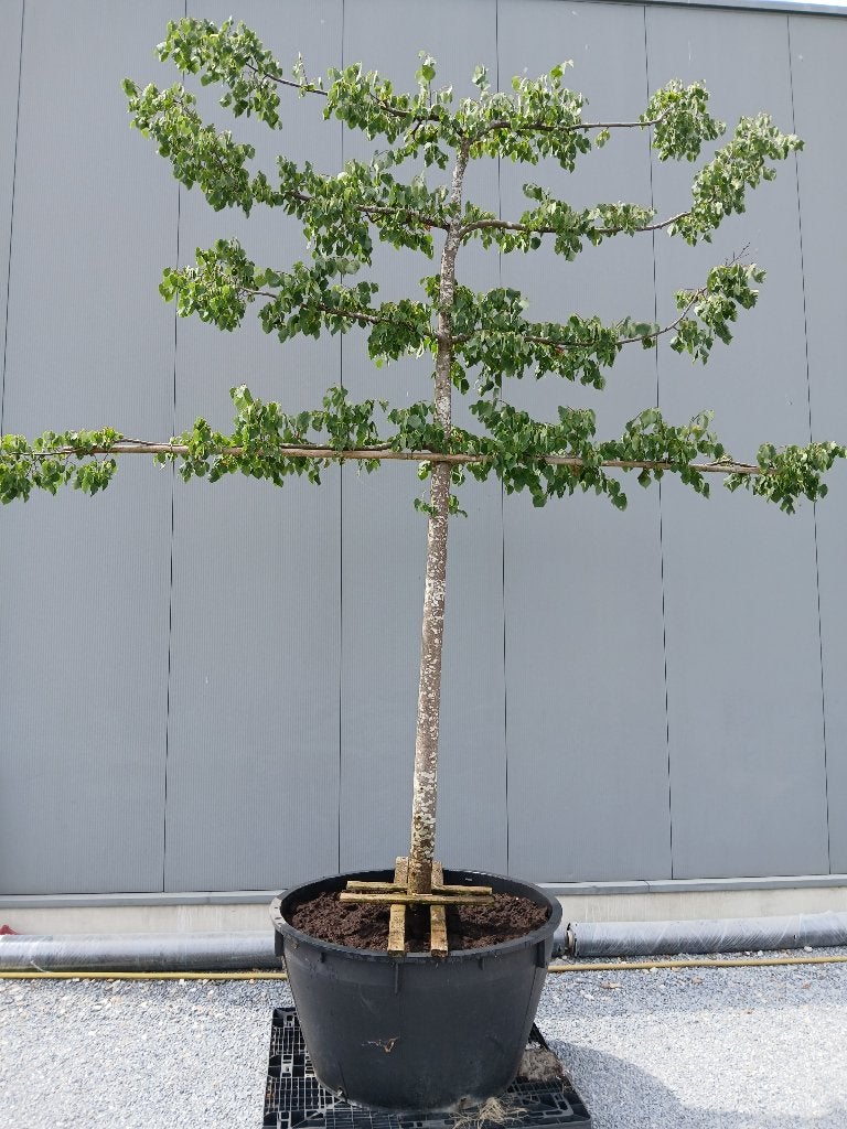 Leilinde, Jardin & Terrasse, En pot, Espalier, Ne fleurit pas, Plein soleil