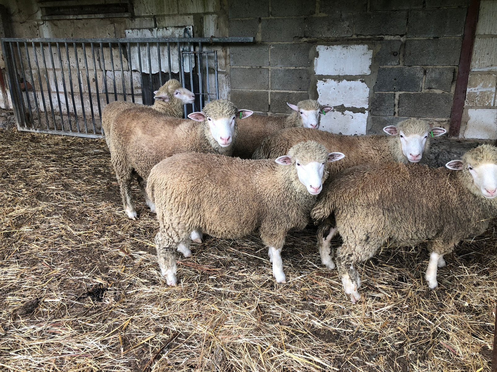 Poll dorset