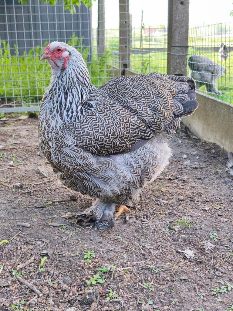 Brahma zilverpatrijs hen