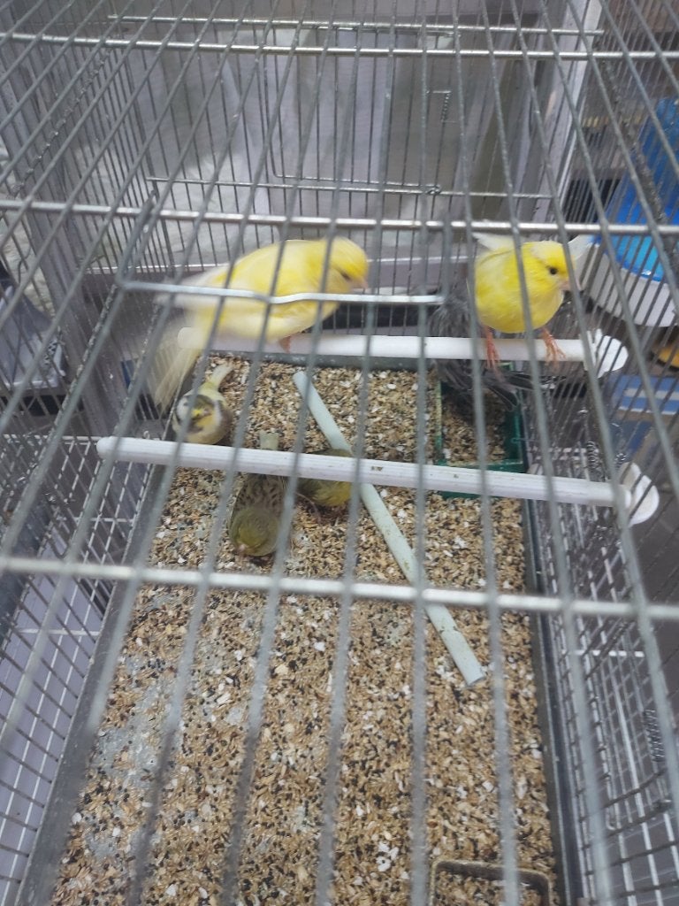 Kanaries, Dieren en Toebehoren, Mannelijk, Kleurkanarie