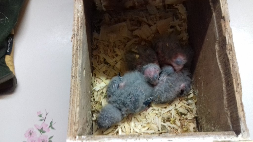 catharina parkietje blauw om handtam te maken, Dieren en Toebehoren