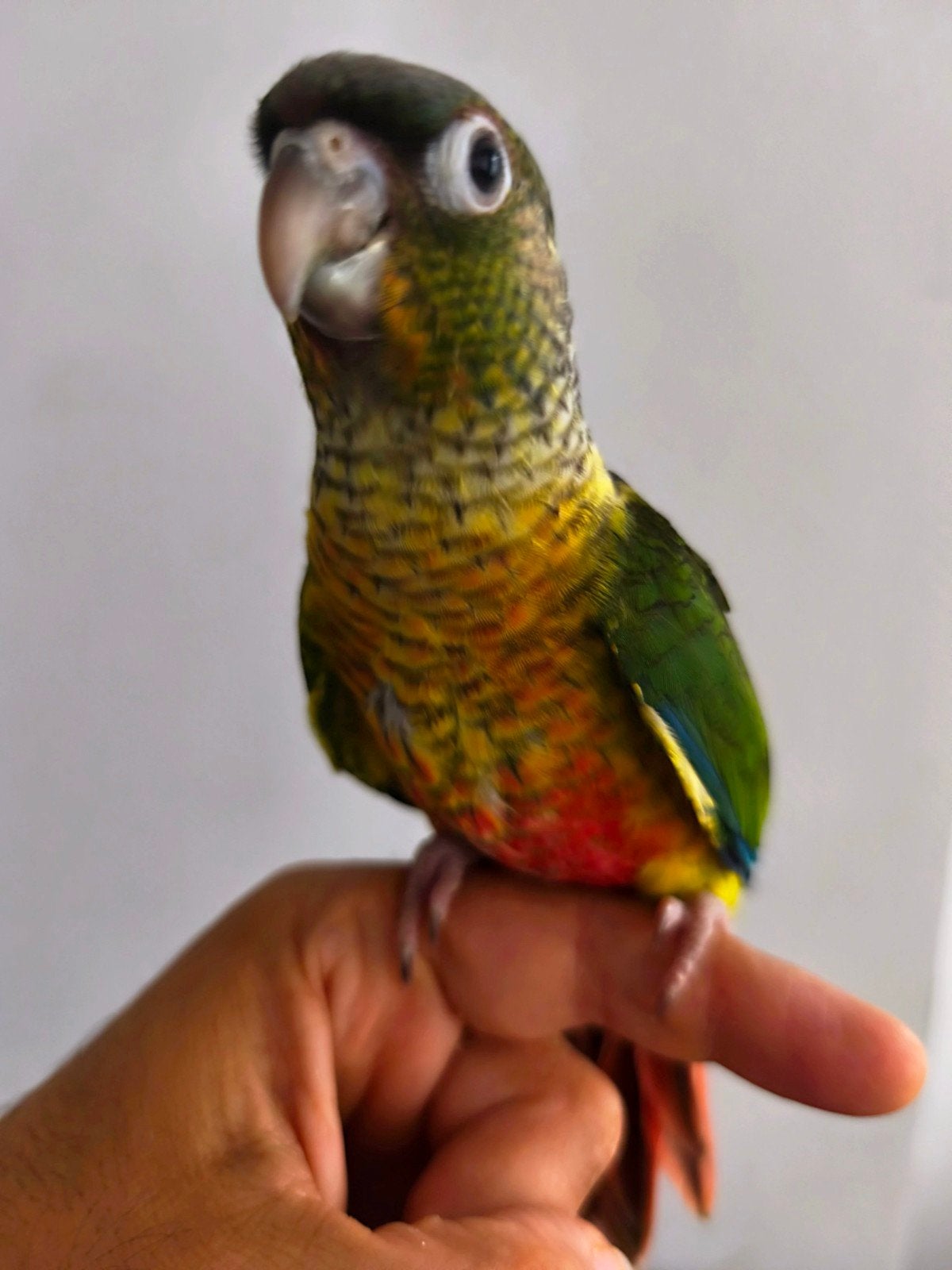Conure Pyrrhura Molinae, Animaux & Accessoires