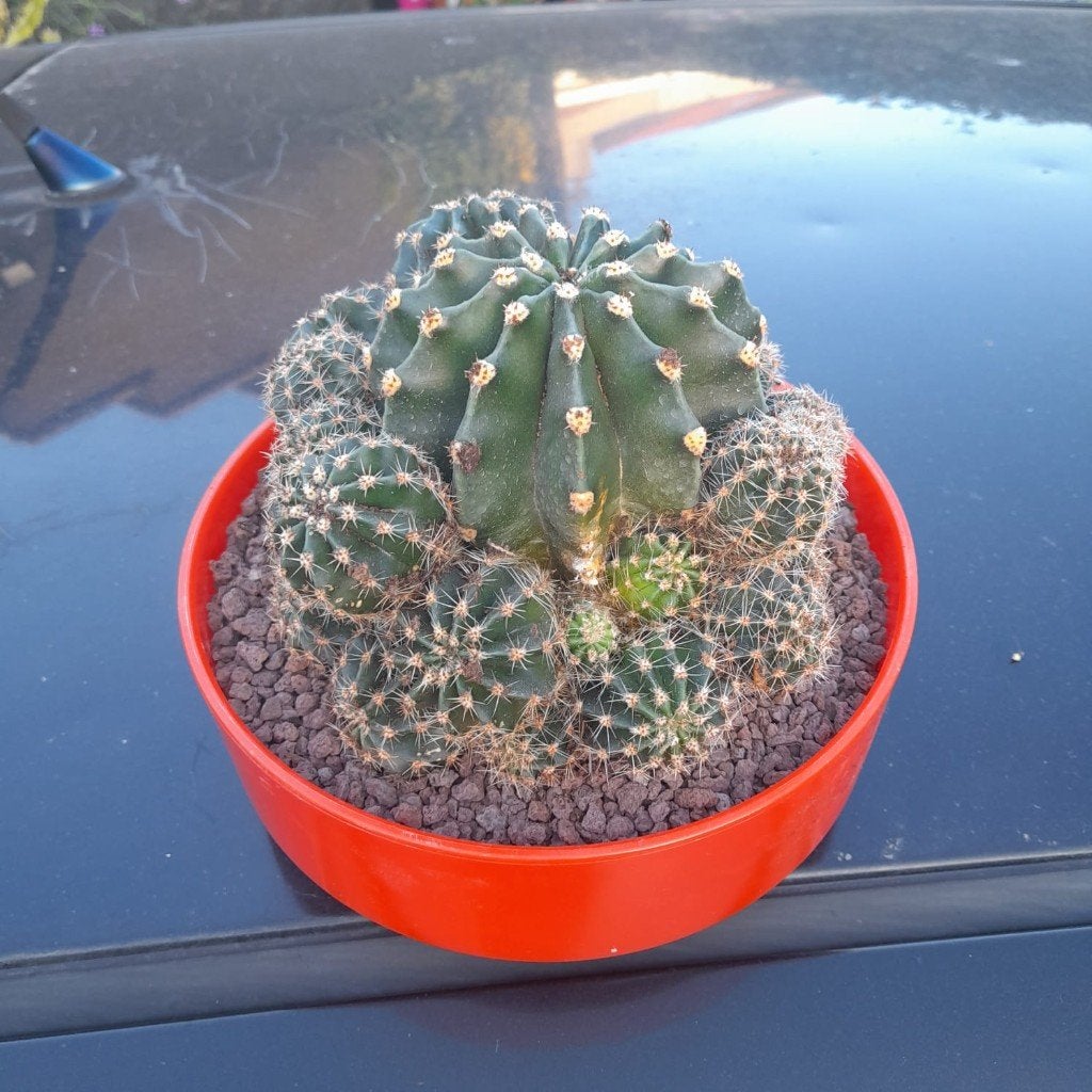 Flink uit de kluiten gewassen Echinopsis cactus, Huis en Inrichting, Kamerplanten, Ophalen, Minder dan 100 cm, In pot, Cactus