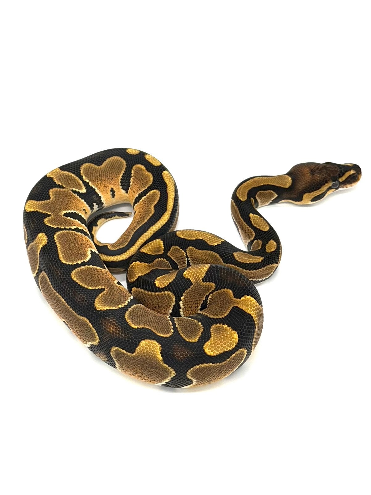 0.1 Vanilla Het Hypo 66%het Puzzle Ball Python photo 2