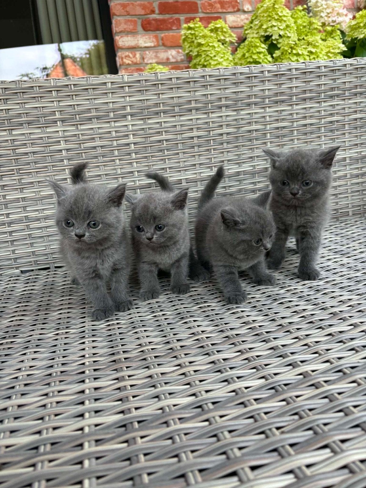 Britse korthaar kittens, Plusieurs animaux, Avec puce électronique, 0 à 2 ans